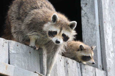 pair of raccoons at home in a garage loft